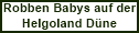 Robben Babys auf der Düne vor Helgoland