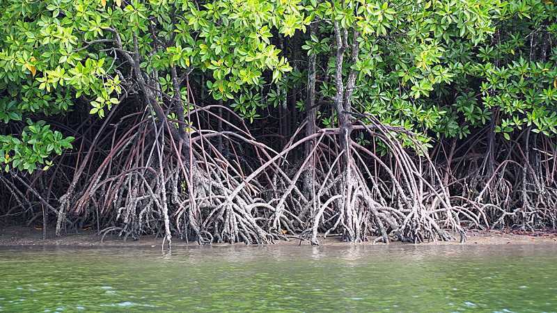 mangroven trip bild 01
